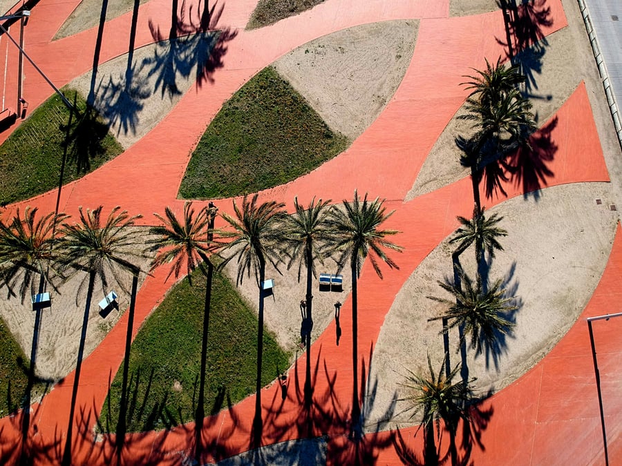 From City Hall to the Ballpark: Trees in the Spotlight This Week